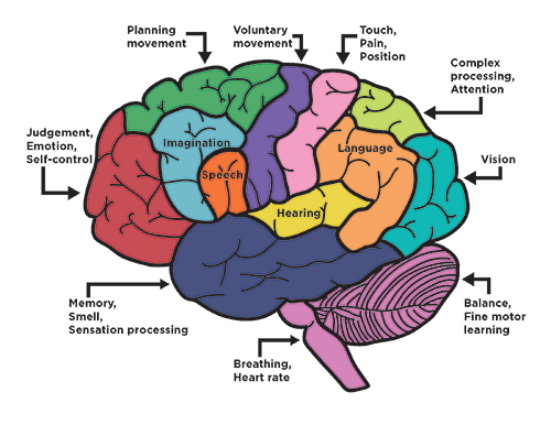 Full color completed brain puzzle