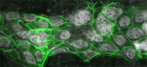 Gulbransen Lab fluorescent cells