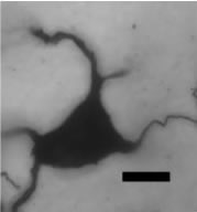 Figure 3. Description in a caption.